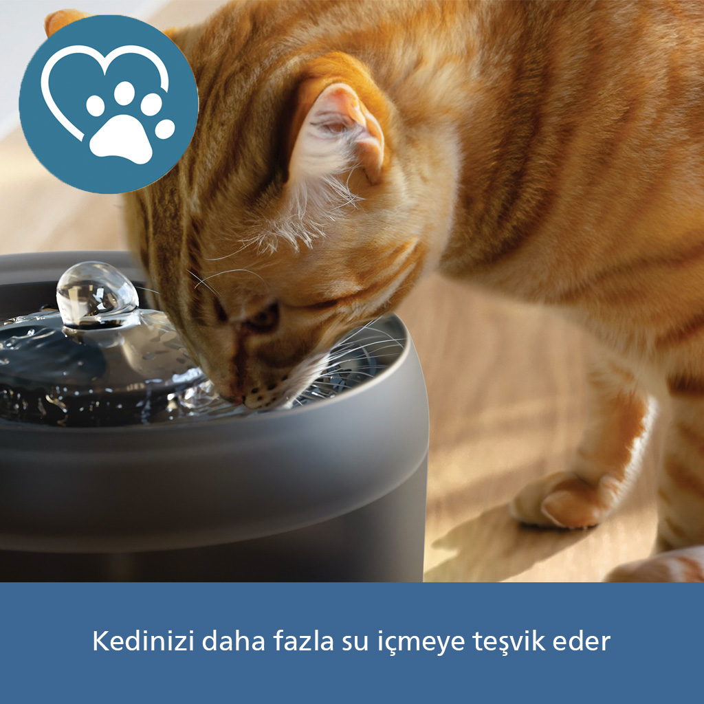Kalpli ve patili logolu bir çeşmeden su içen turuncu kedi.