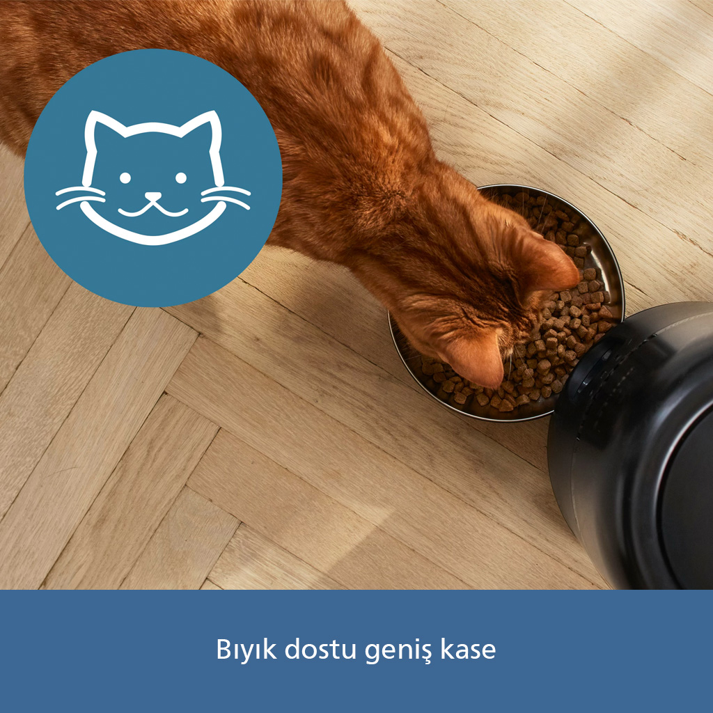 Turuncu bir kedi ahşap zemindeki mamadan yiyor. Solda kedi simgesi var.
