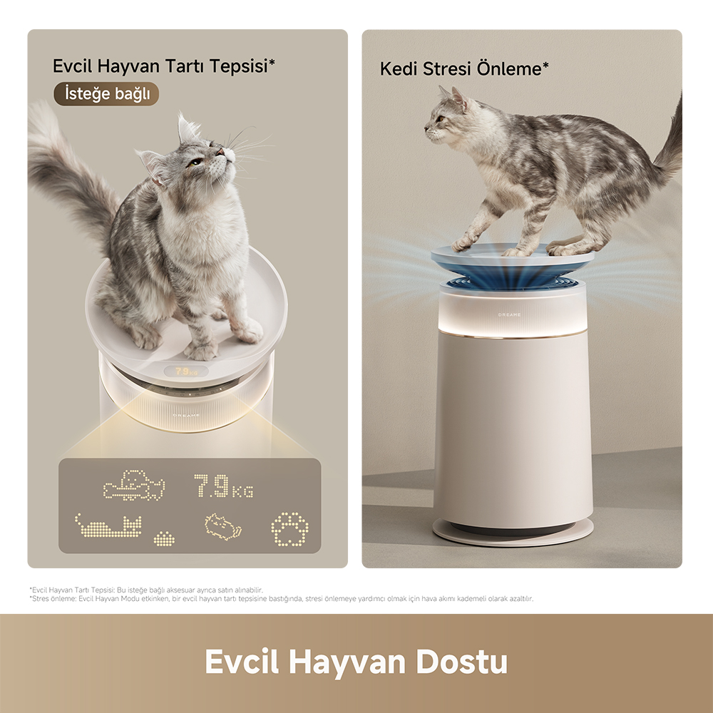 Kedi tartıda ve kedi hava temizleyicide.