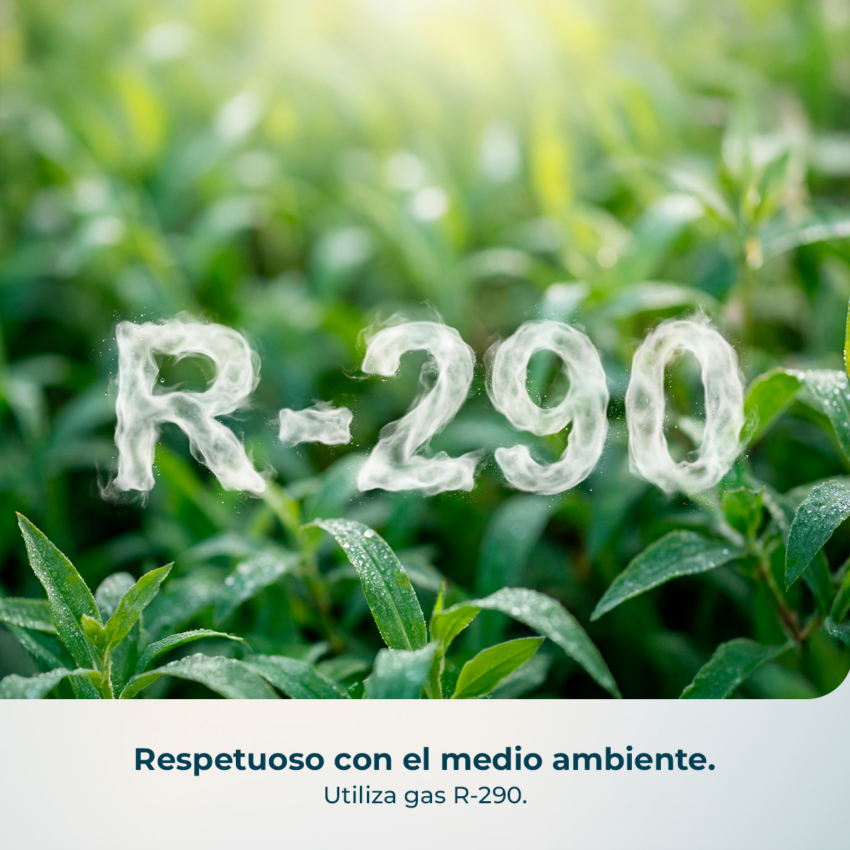 Texto R-290 hecho de humo sobre plantas verdes con rocío matutino.