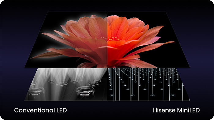 Porównanie: Czerwony kwiat pod konwencjonalną diodą LED vs Hisense MiniLED.