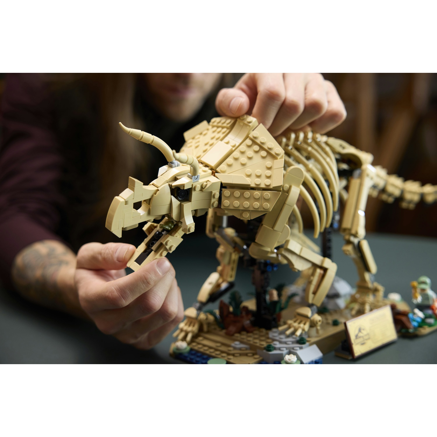 Una persona monta uno scheletro di dinosauro Lego color sabbia su un diorama.