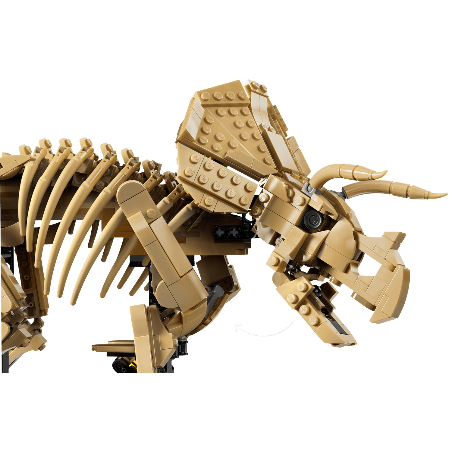 A tan Lego Triceratops skeleton model with detailed head and rib cage.