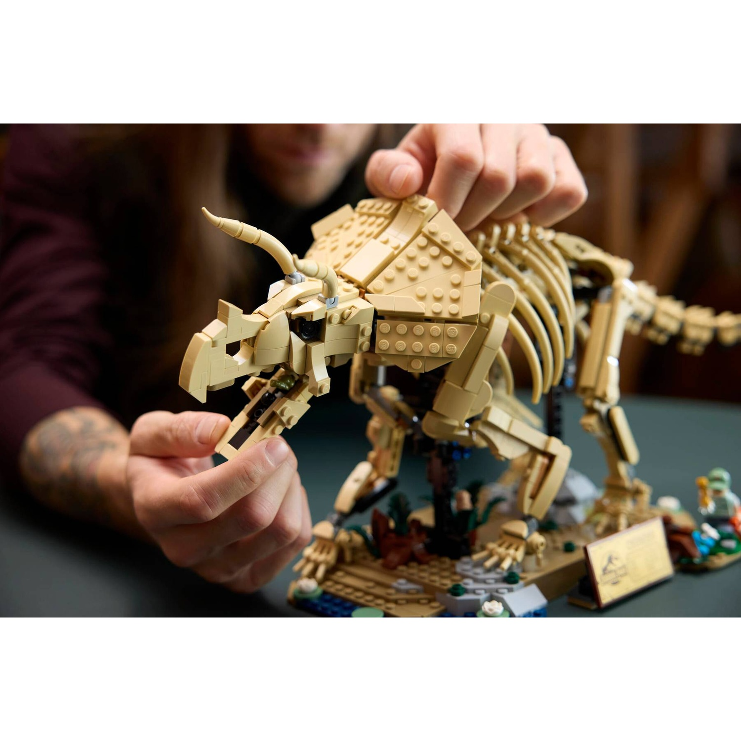 A person builds a tan Lego dinosaur skeleton displayed on a diorama.