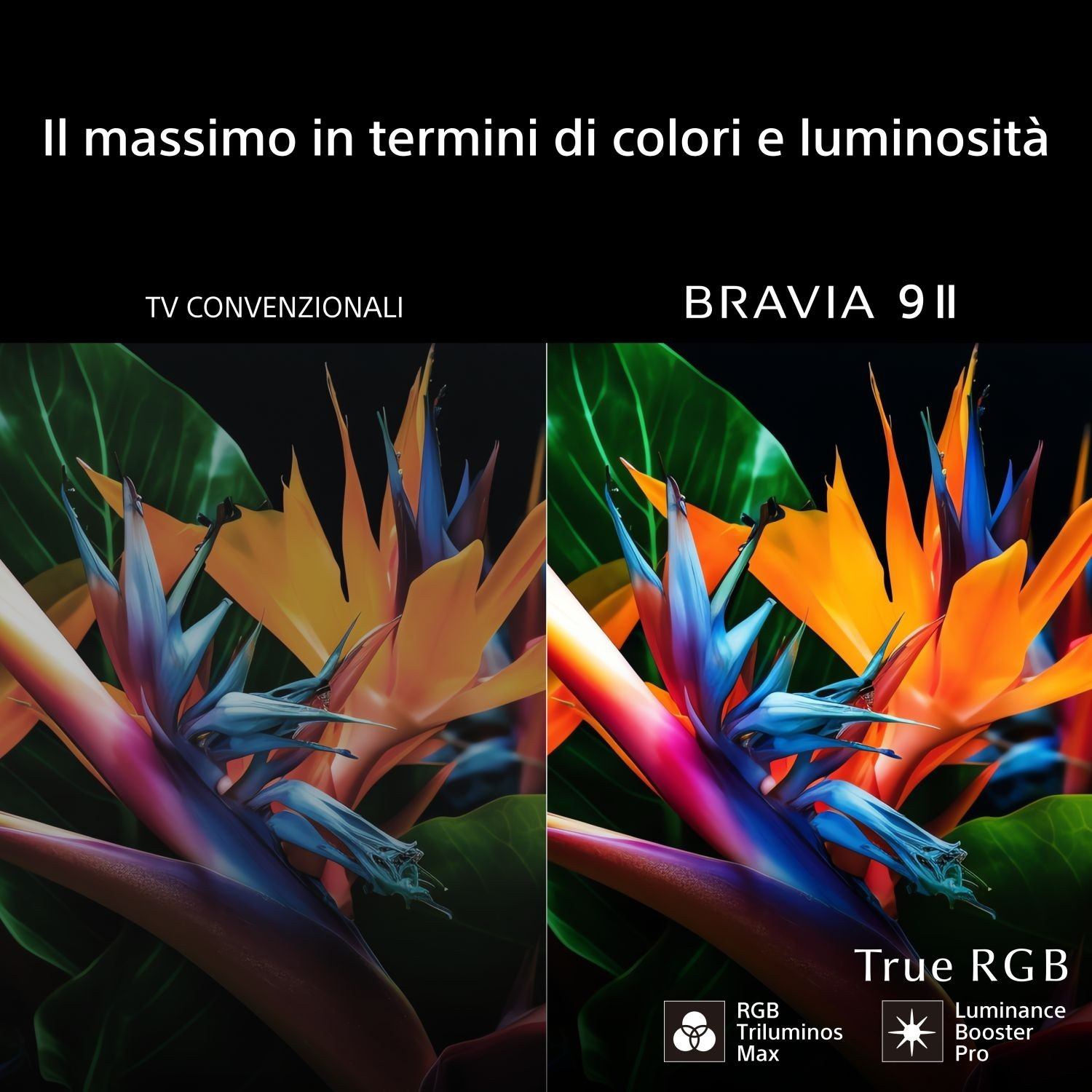 Confronto immagini fiori: Sinistra convenzionale, destra BRAVIA 9 II con True RGB.