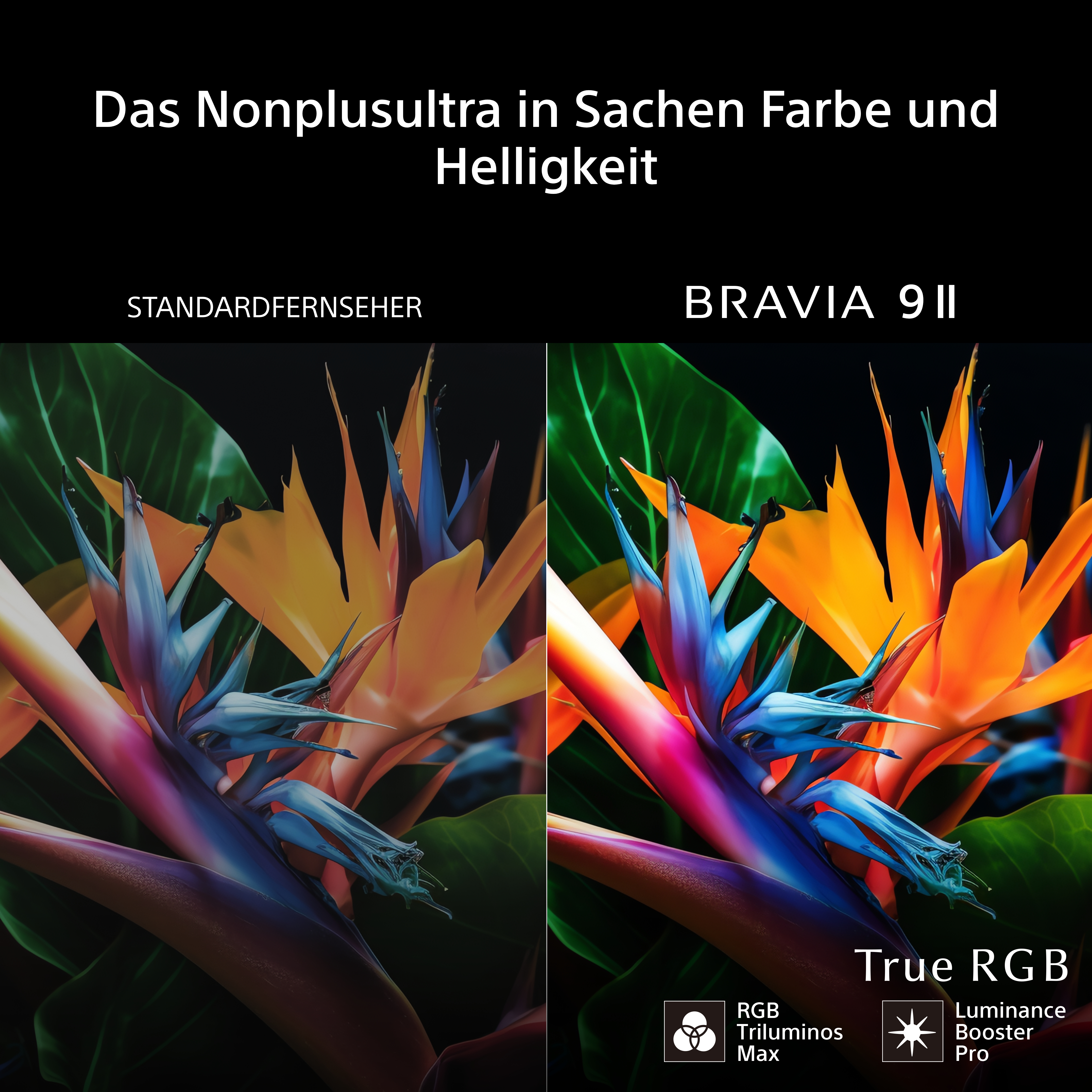 Zwei Bilder von Blumen: links ein Standardfernseher, rechts ein BRAVIA 9 II.