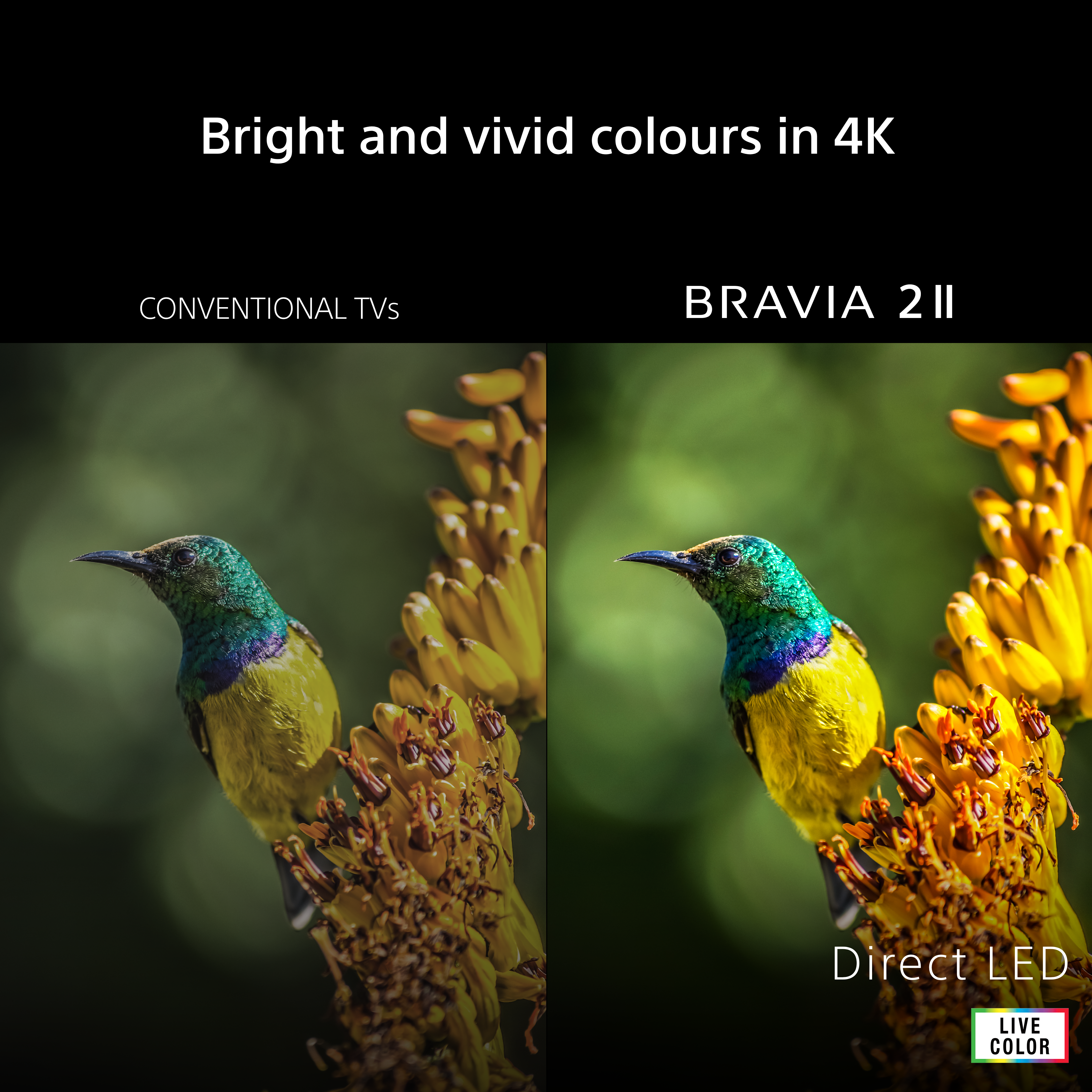 Écran partagé montre oiseau sur fleur, comparant TV conventionnels et BRAVIA 2||.