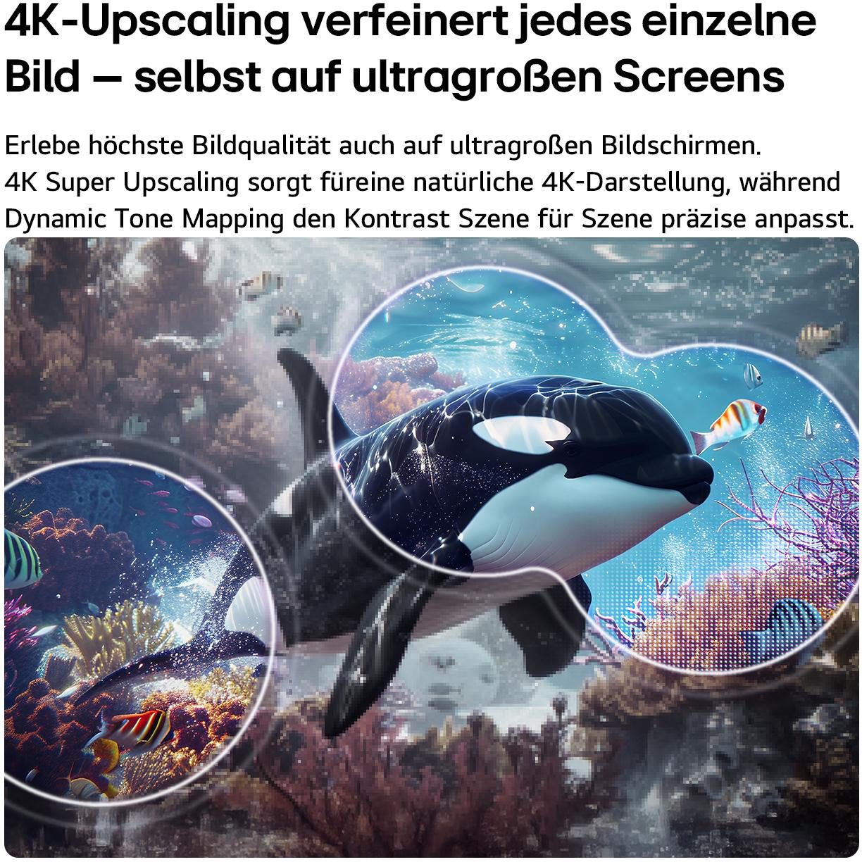 Ein Orca schwimmt in einem Korallenriff mit kleinen Fischen.
