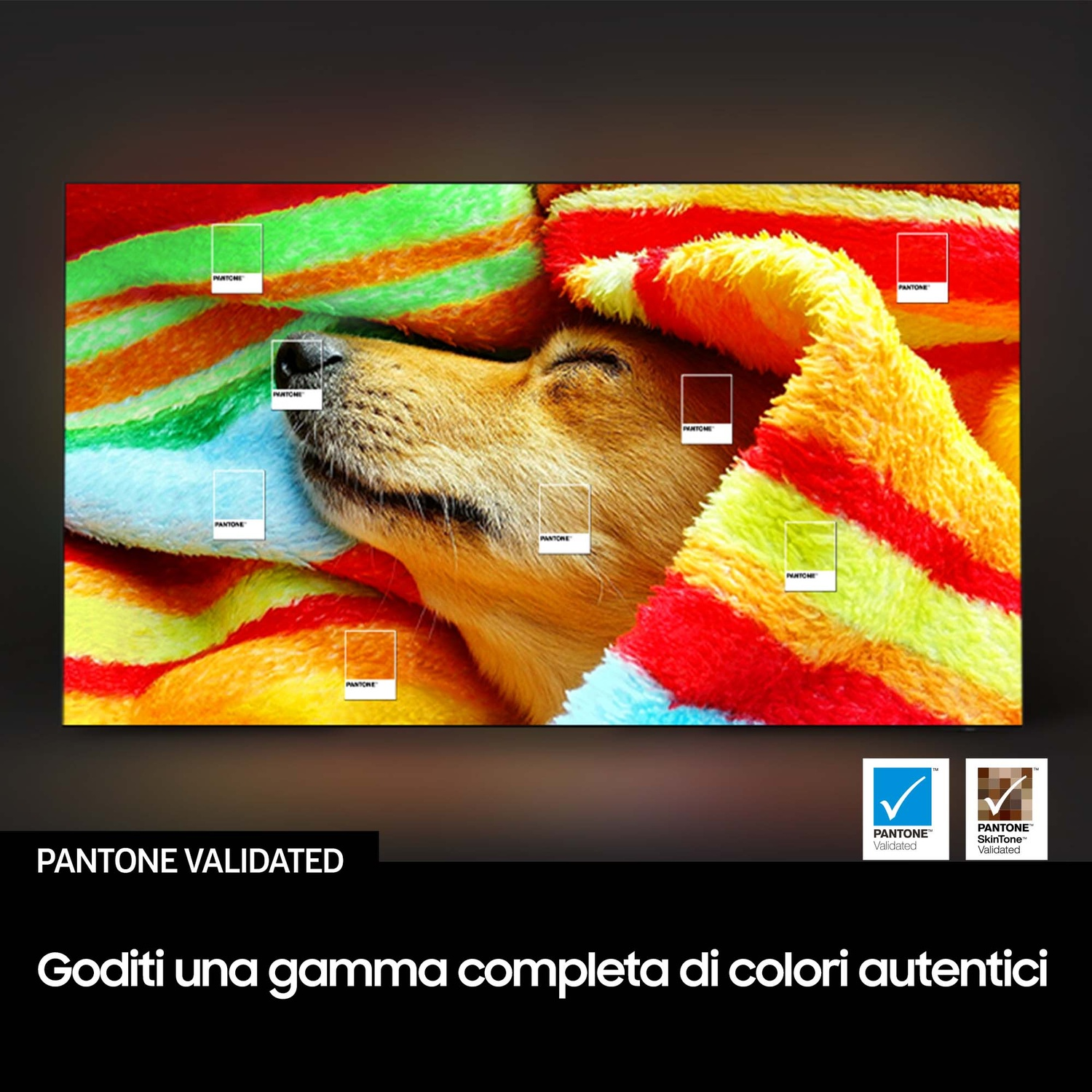 Un cane dorme rannicchiato in una coperta colorata con campioni di colore PANTONE.