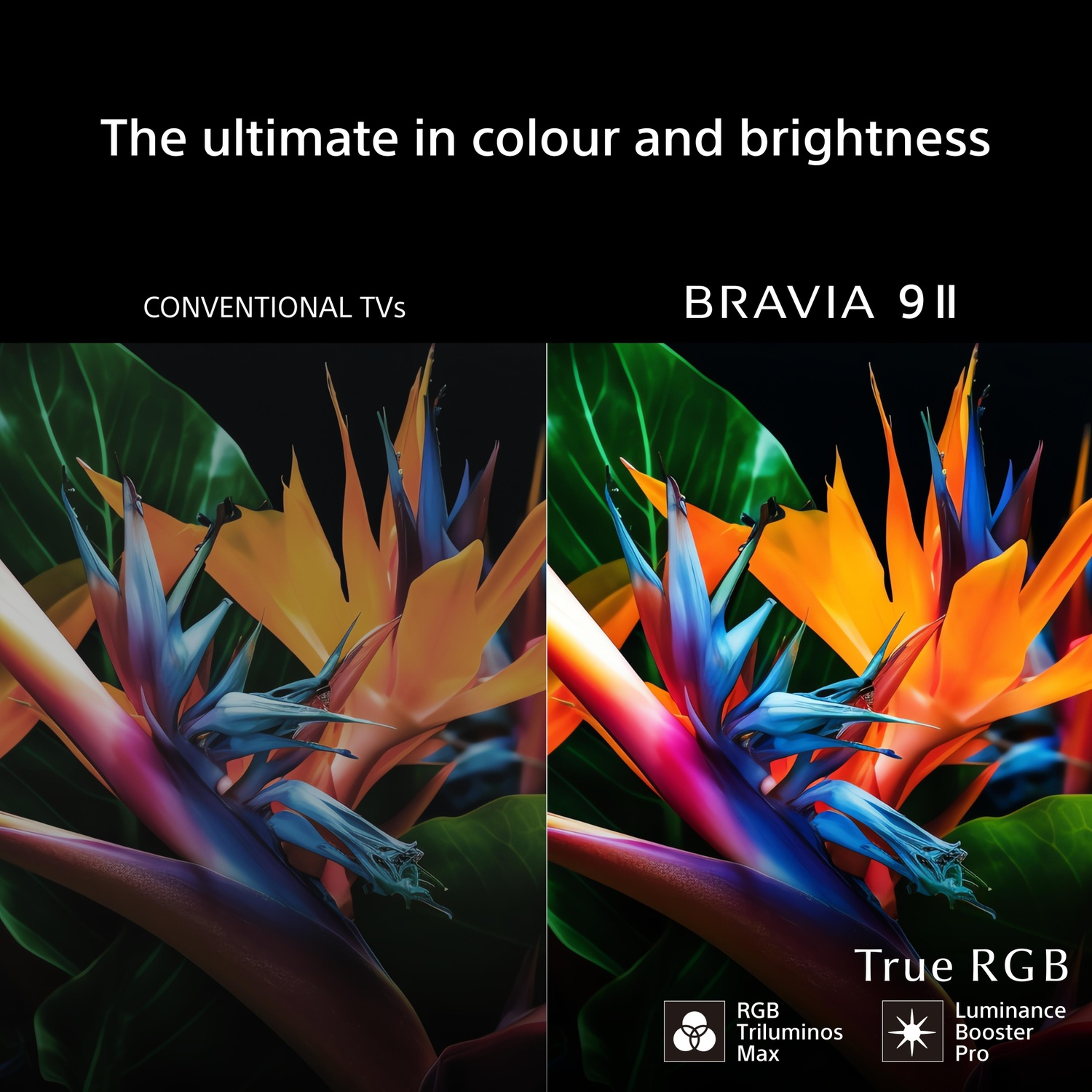 Twee bloemen vergeleken: links "CONVENTIONAL TVS", rechts "BRAVIA 9 II"