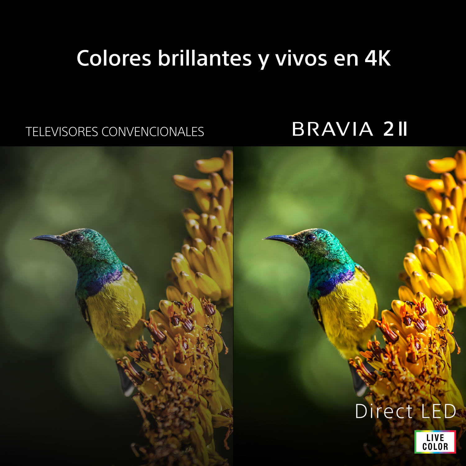 Colores brillantes y vivos en 4 K con Direct LED.