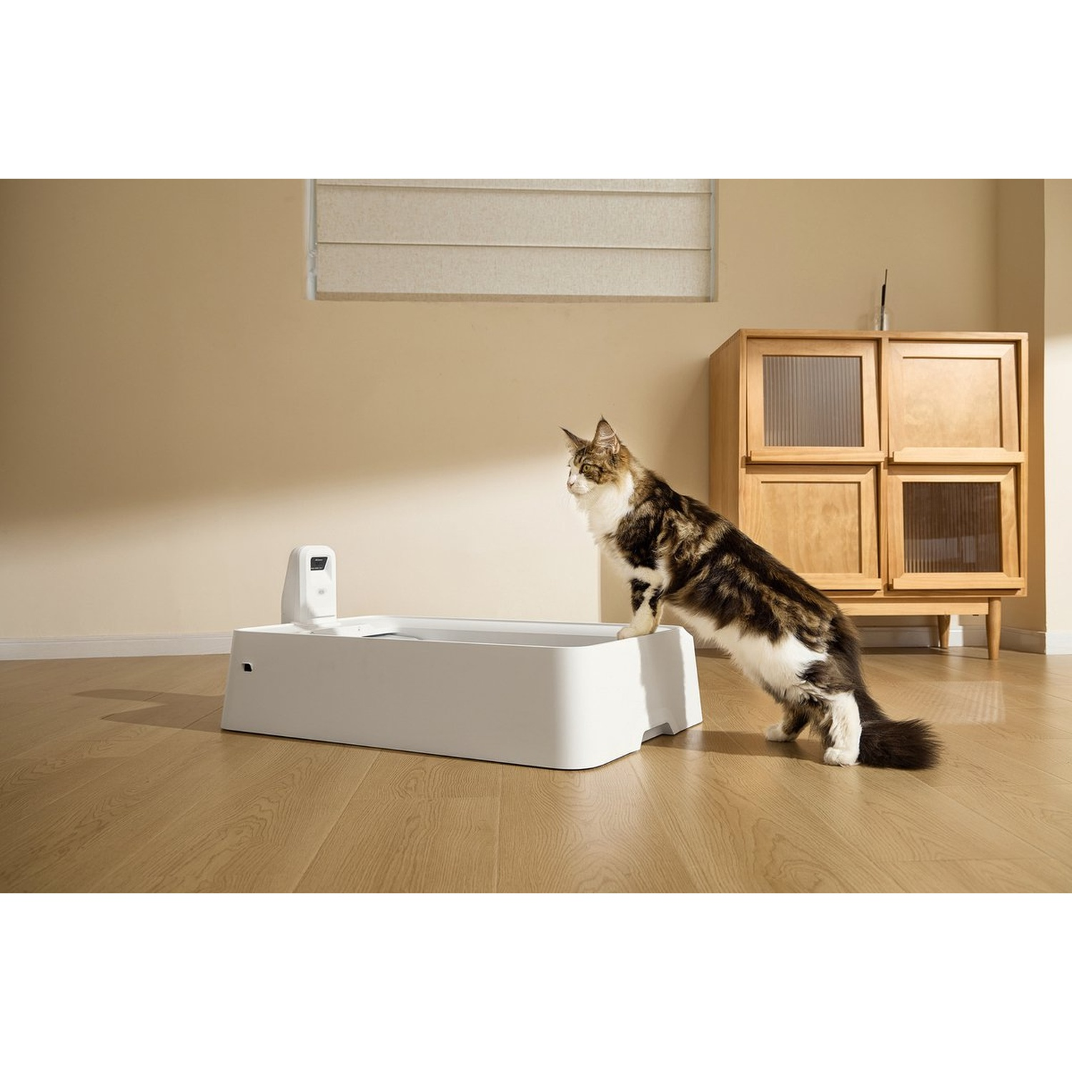 A brown and black cat stands on a white litter box next to a wooden cabinet.