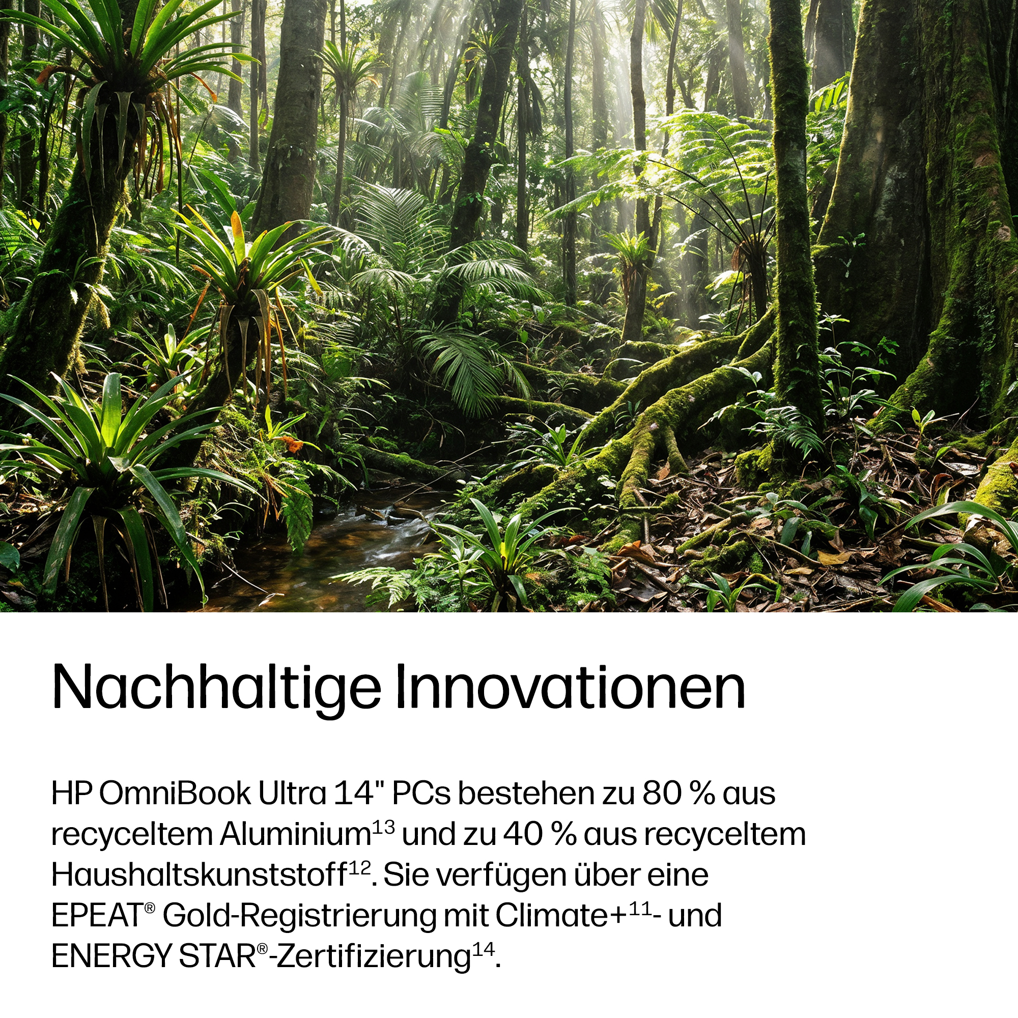 Sonnenstrahlen scheinen durch einen üppigen, grünen Dschungel mit vielen Pflanzen.