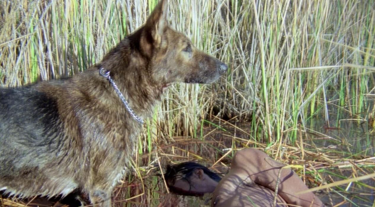 Ein Hund steht neben einer Person im Wasser, umgeben von hohem Schilf.