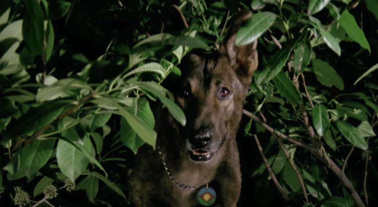 Ein dunkler Hund blickt durch grüne Blätter.