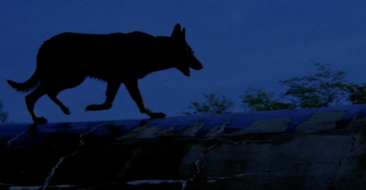 Ein Hund in Silhouette läuft auf einem Dach im Dunkeln.