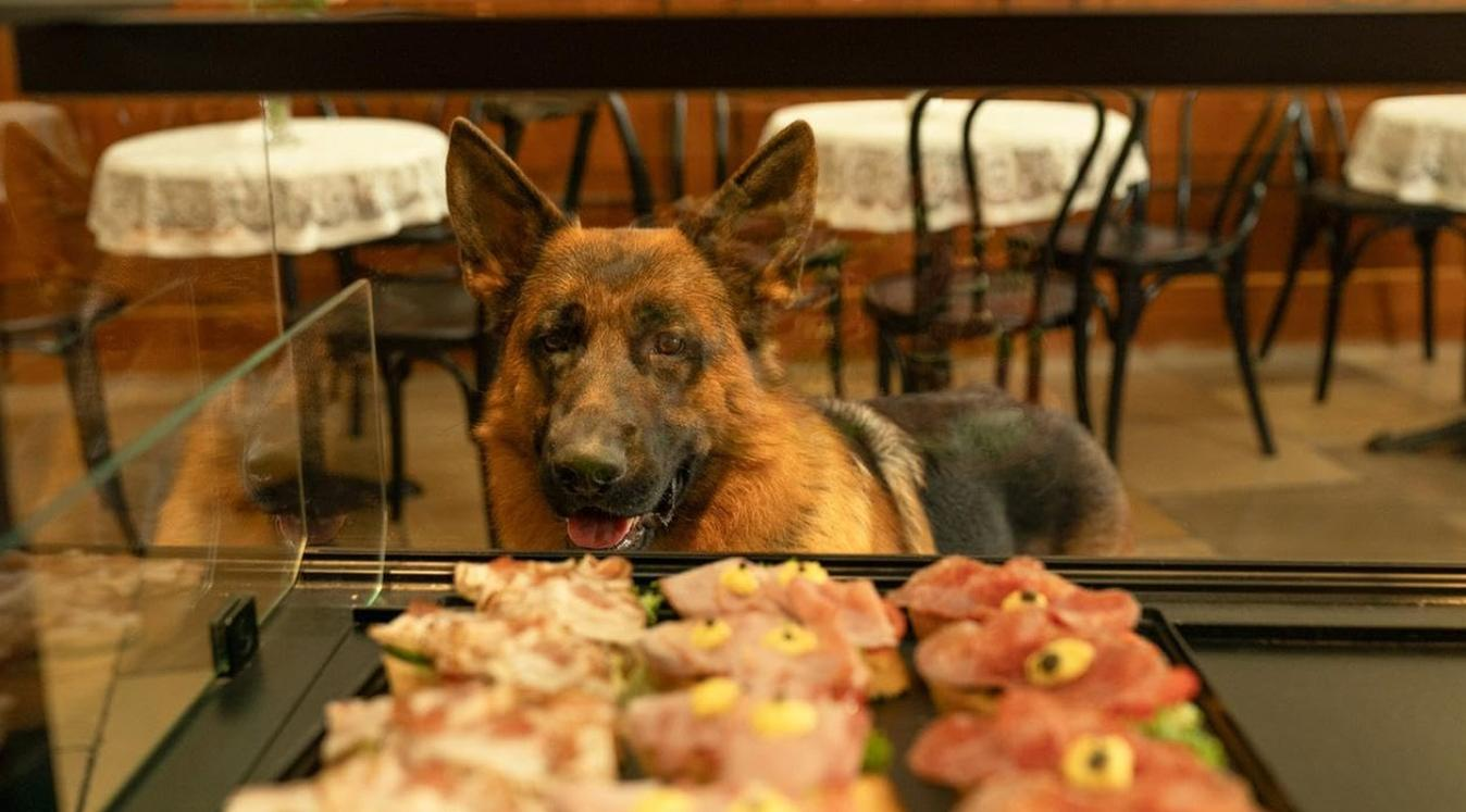 Ein Schäferhund schaut über eine Auslage mit Snacks in einem Café.