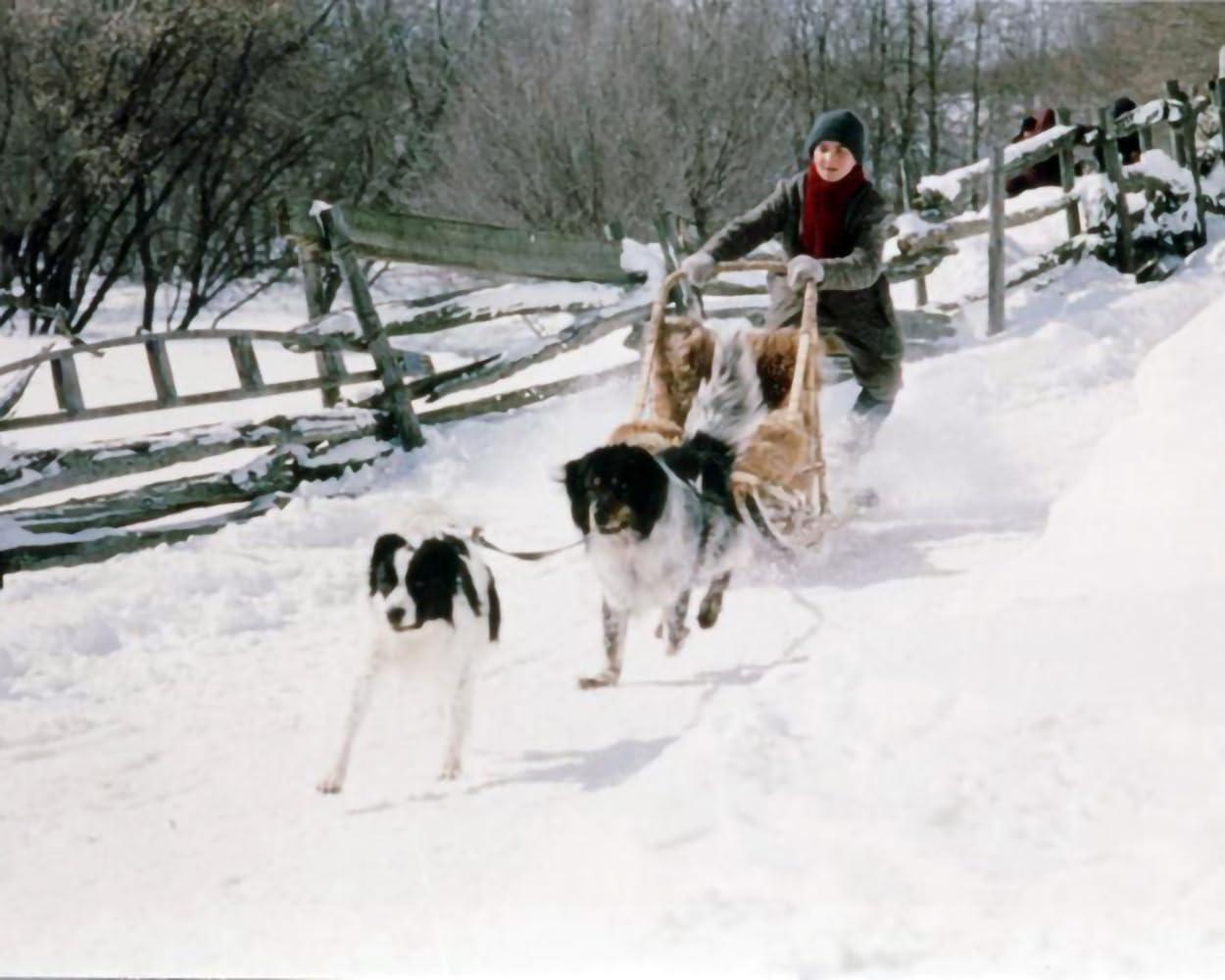 Ein Junge fährt mit Hunden einen Schlitten durch tiefen Schnee.