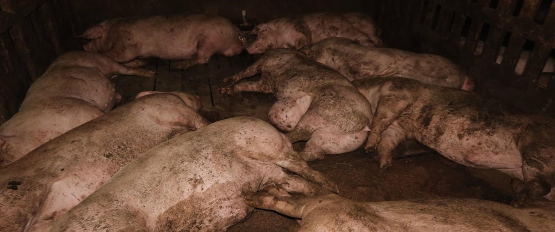 Mehrere schmutzige Schweine liegen eng beieinander in einem dunklen Stall.