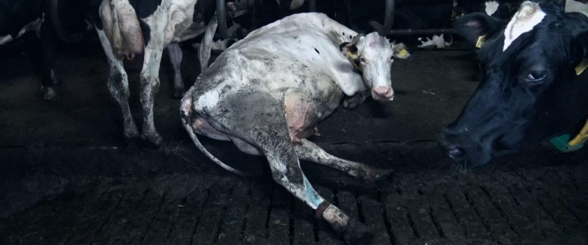 Eine Kuh liegt auf schmutzigem Boden, während andere Kühe daneben stehen.