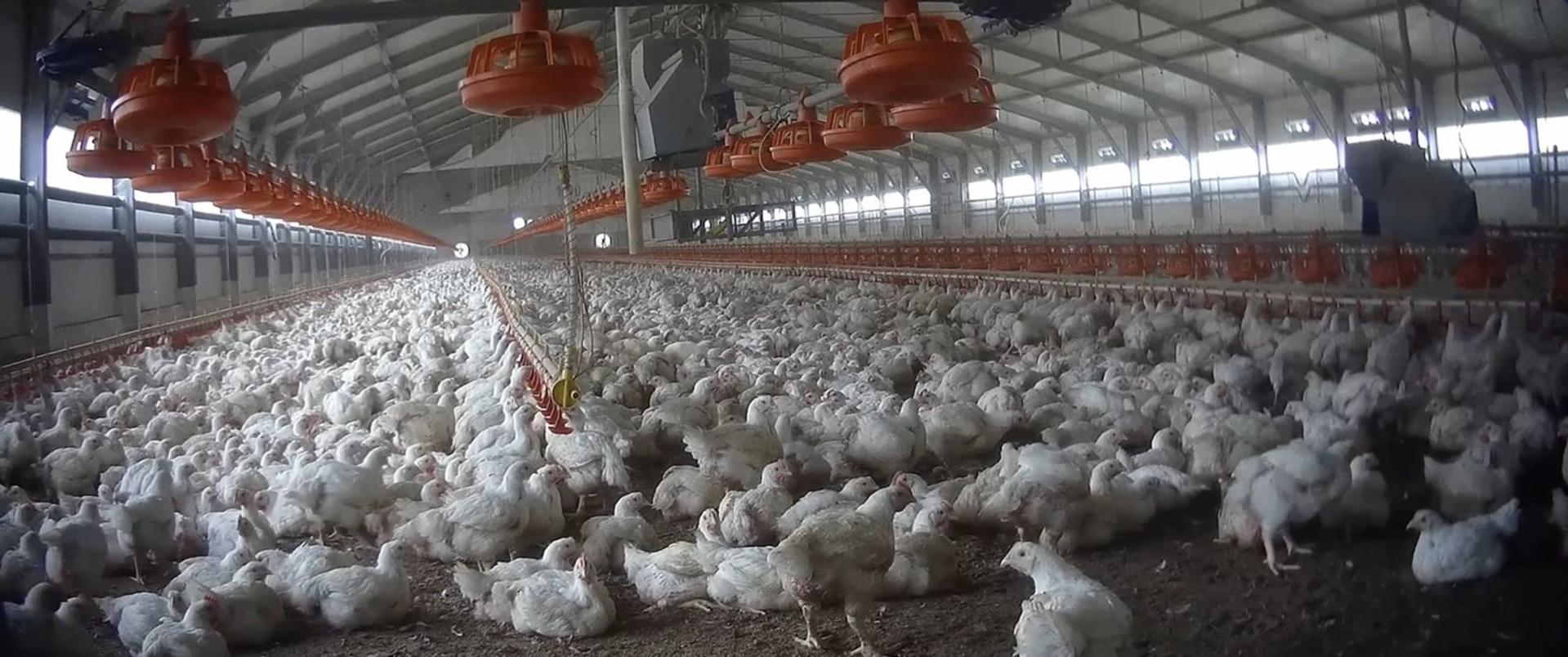 Hunderte weiße Hühner drängen sich in einem großen Geflügelstall unter orangefarbenen Futterautomaten.