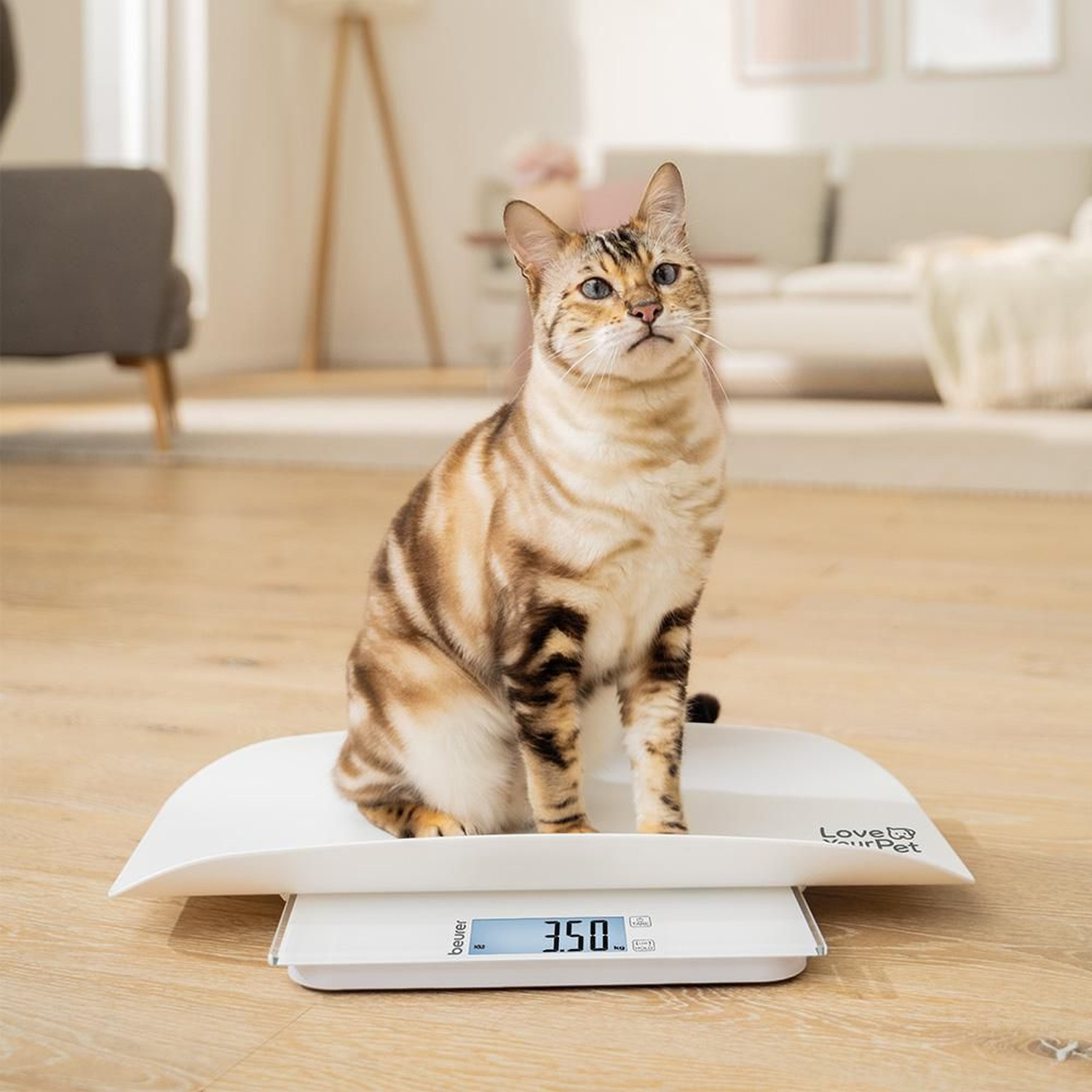 Un gatto tigrato seduto su una bilancia per animali che mostra 3,50 kg. La stanza è luminosa.
