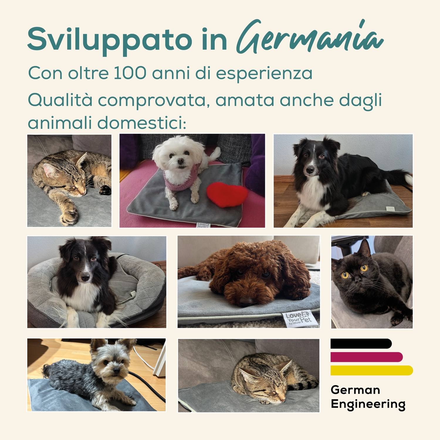Diversi animali domestici, gatti e cani, riposano sui cuscini.