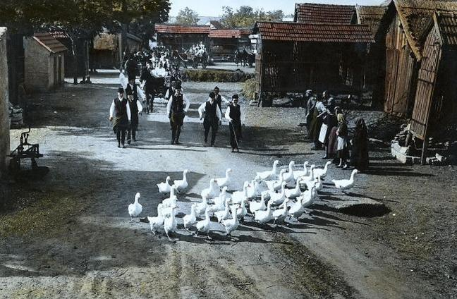 Eine Gruppe von Gänsen marschiert durch eine dörfliche Straße, begleitet von Menschen.