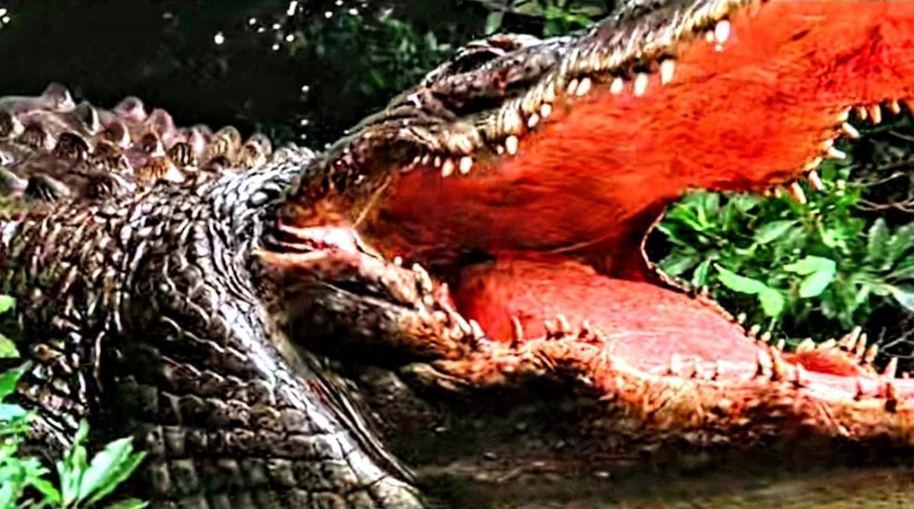 Ein Alligator mit weit geöffnetem rotem Maul und spitzen Zähnen im Dschungel.