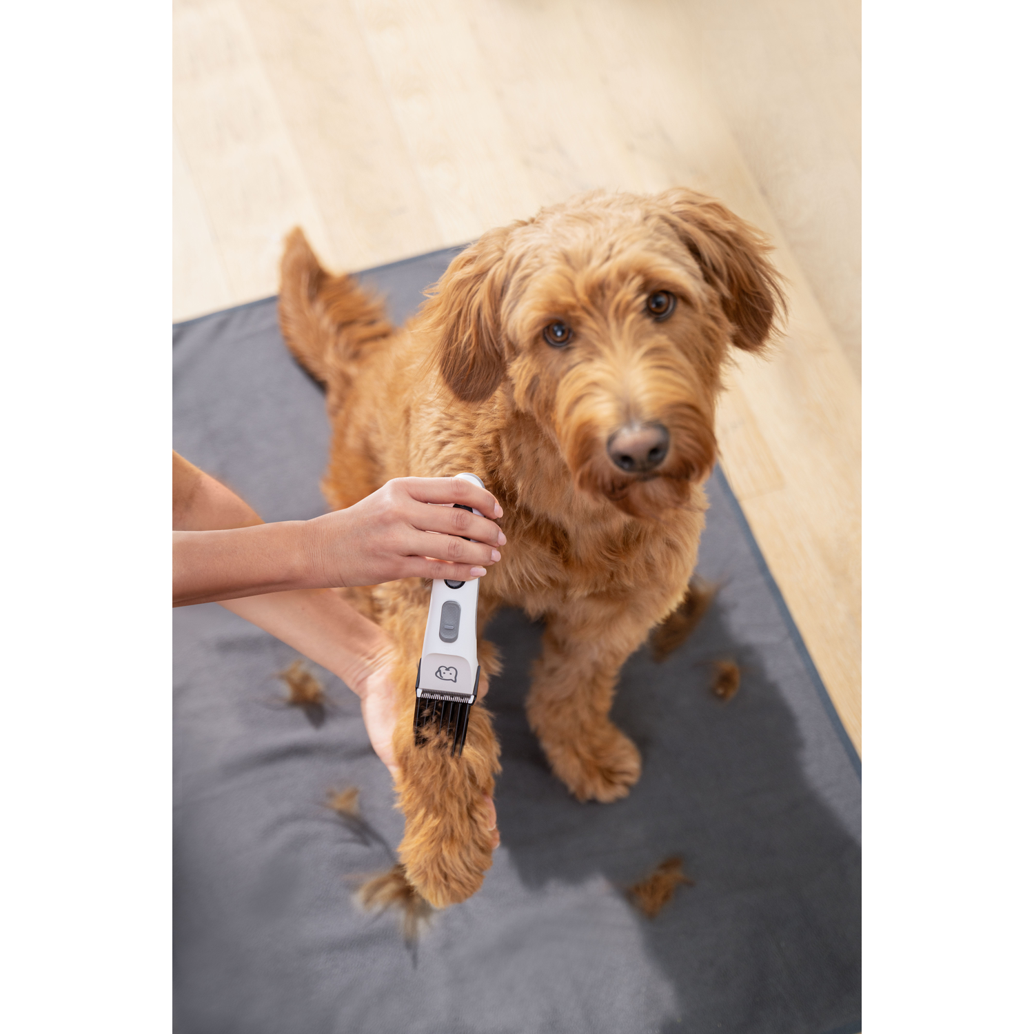 Een persoon trimt de poot van een goldendoodle met een elektrische tondeuse op een grijze mat.
