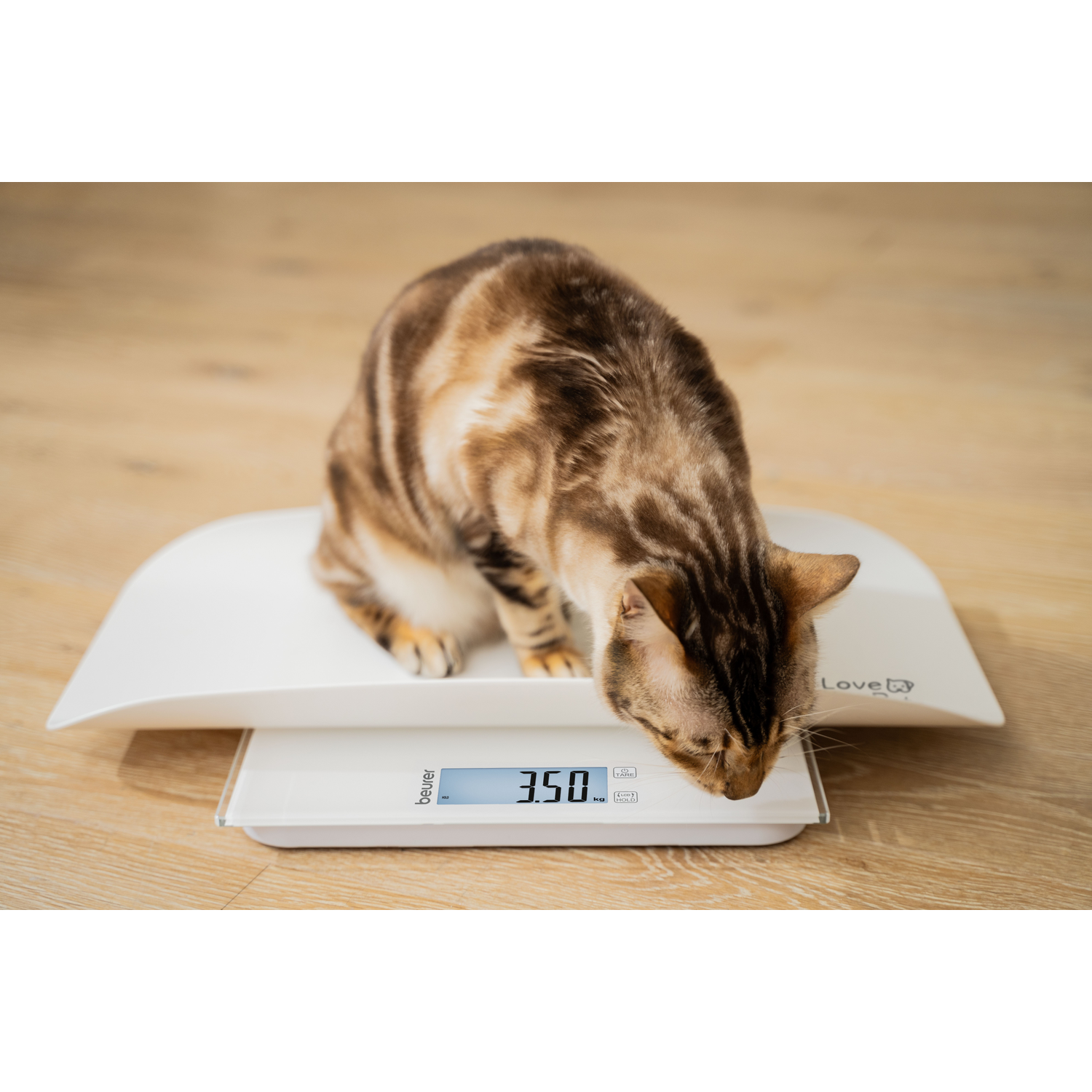 Een bruine cyperkat zit op een witte weegschaal met een gewicht van 3,50 kg.