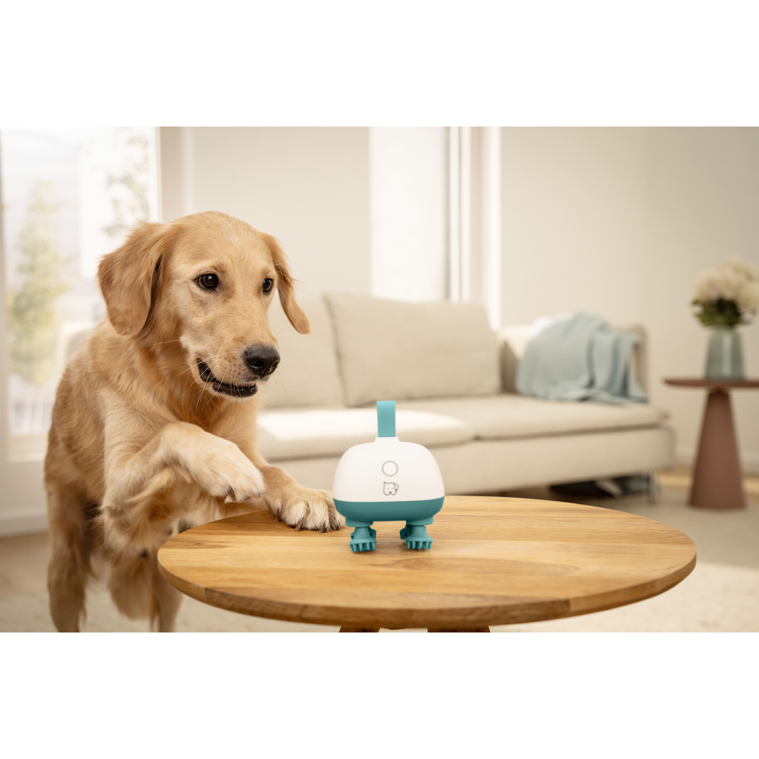 Een golden retriever kijkt naar een wit-blauw speeltje op een houten tafel.