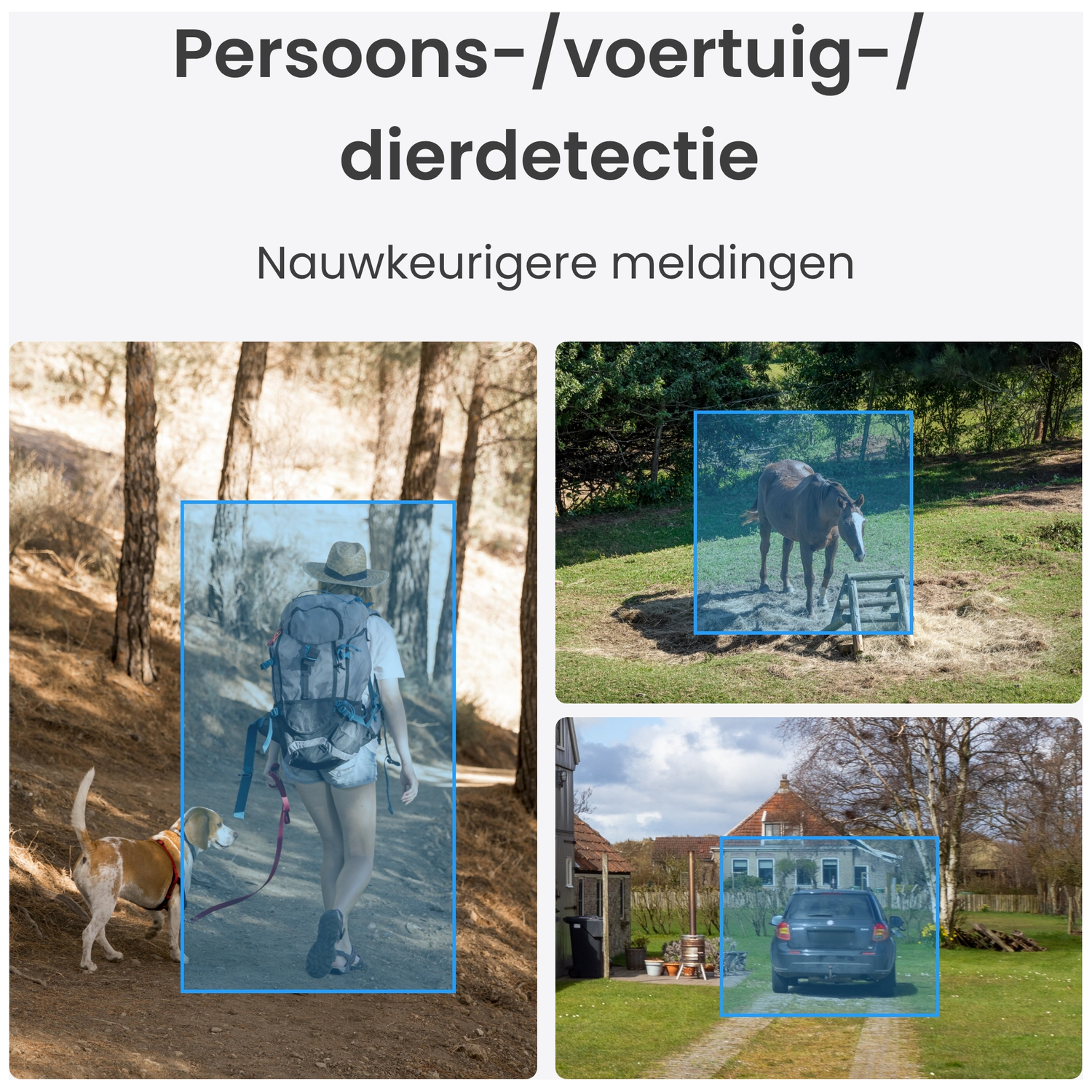 Person with backpack and dog on forest path; horse in pasture; car in front of house.