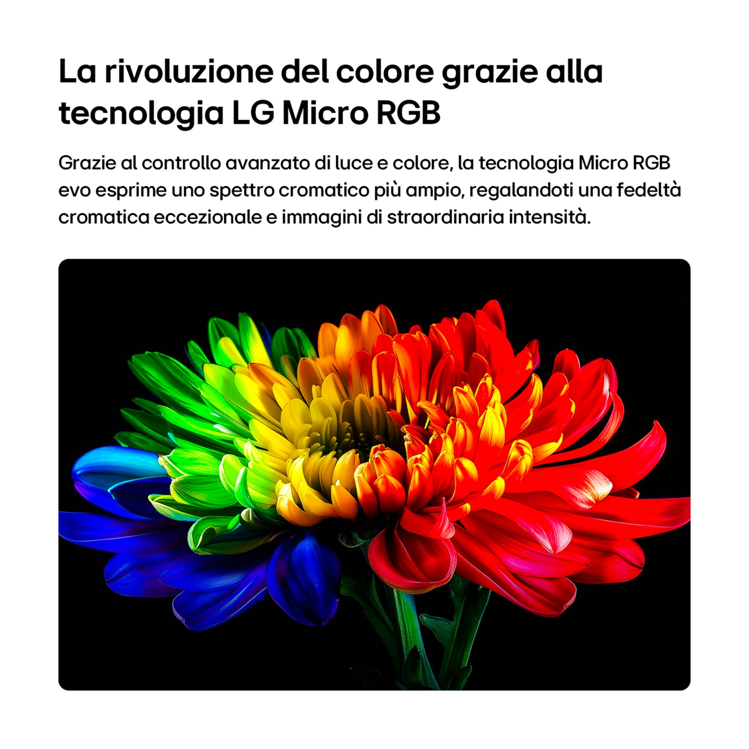 Un fiore con petali arcobaleno su sfondo nero.