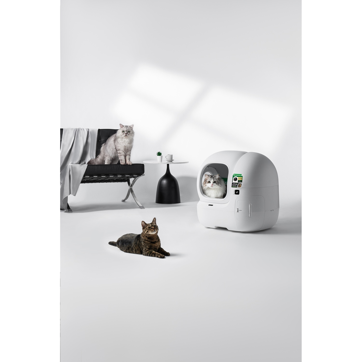 Drie katten in een minimalistische kamer met een witte kattenbak en een zwarte bank.