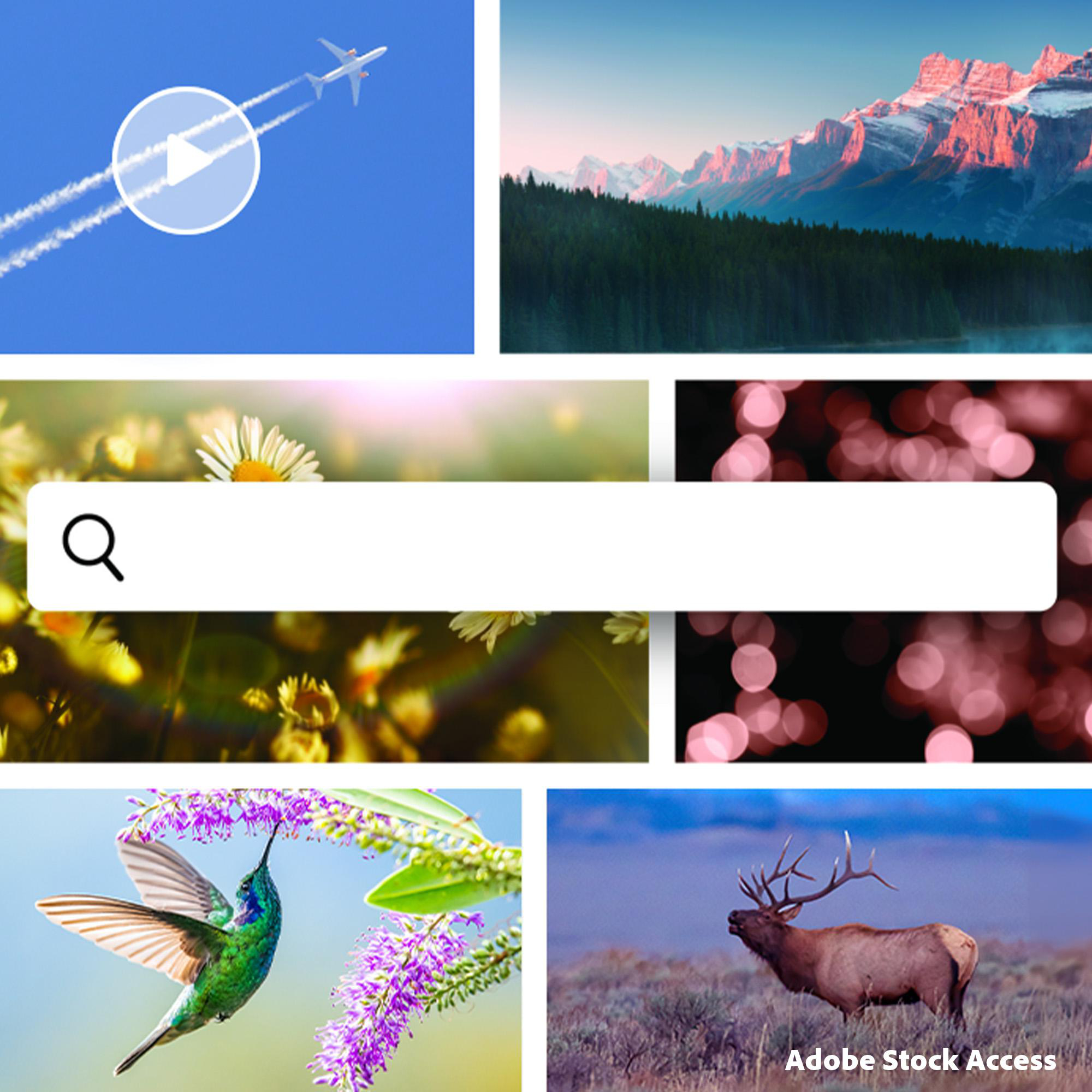 Flugzeug hinterlässt Kondensstreifen, bergige Landschaft, Blumen, Suchleiste, Kolibri, Hirsch.