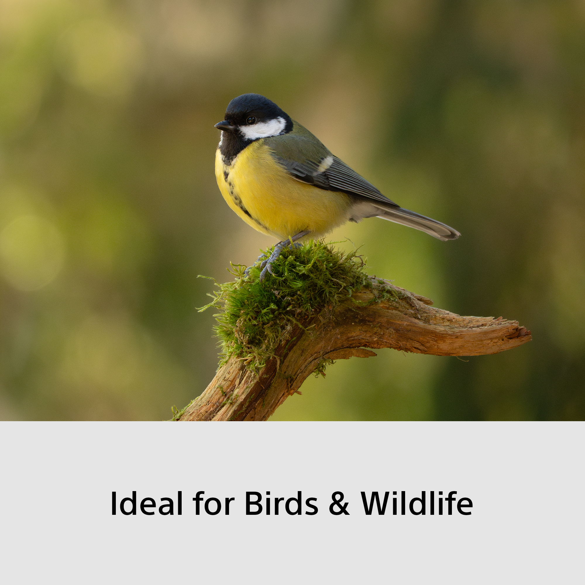 Une mésange charbonnière est perchée sur une branche moussue, fond vert flou.