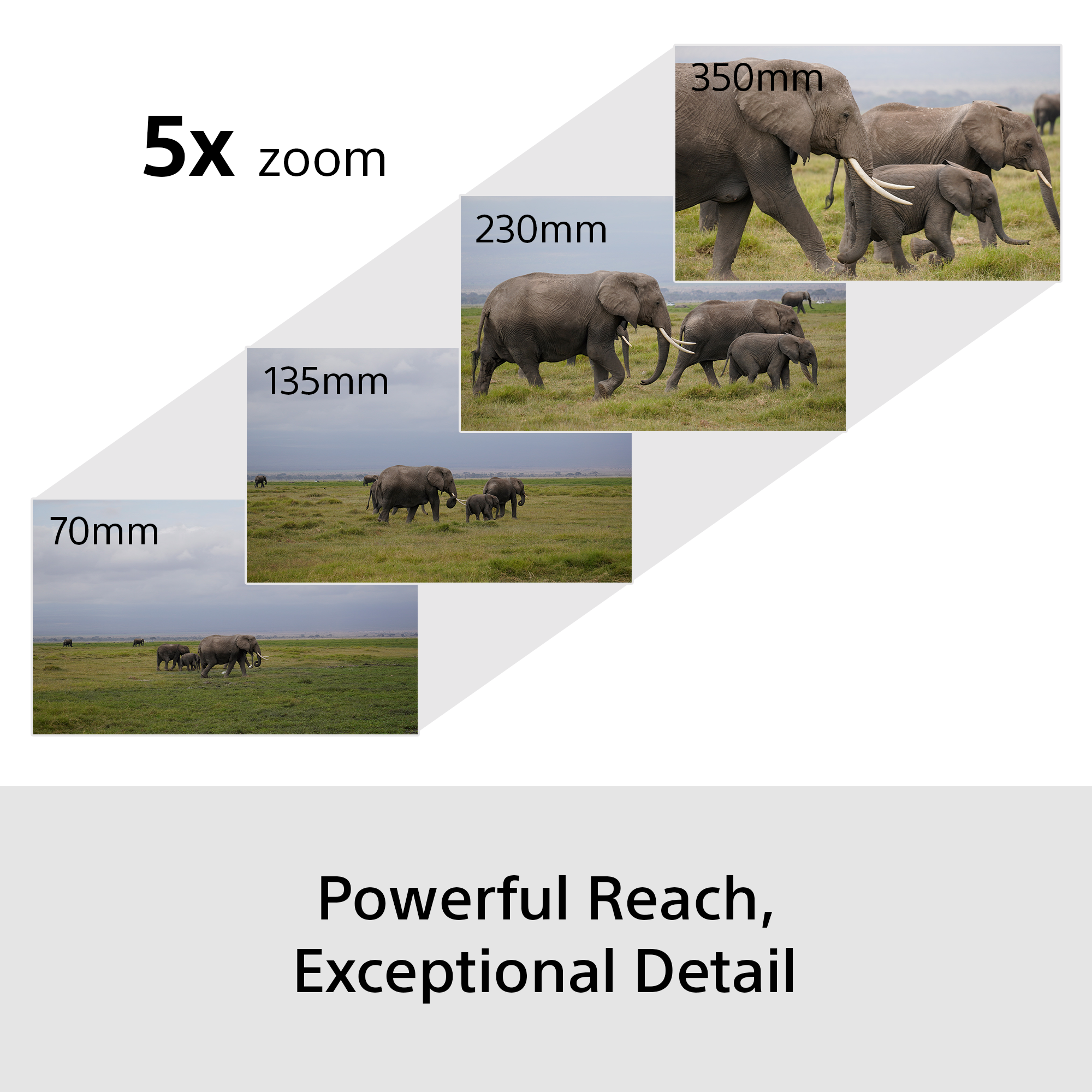 Famille d'éléphants à différents niveaux de zoom dans un champ.