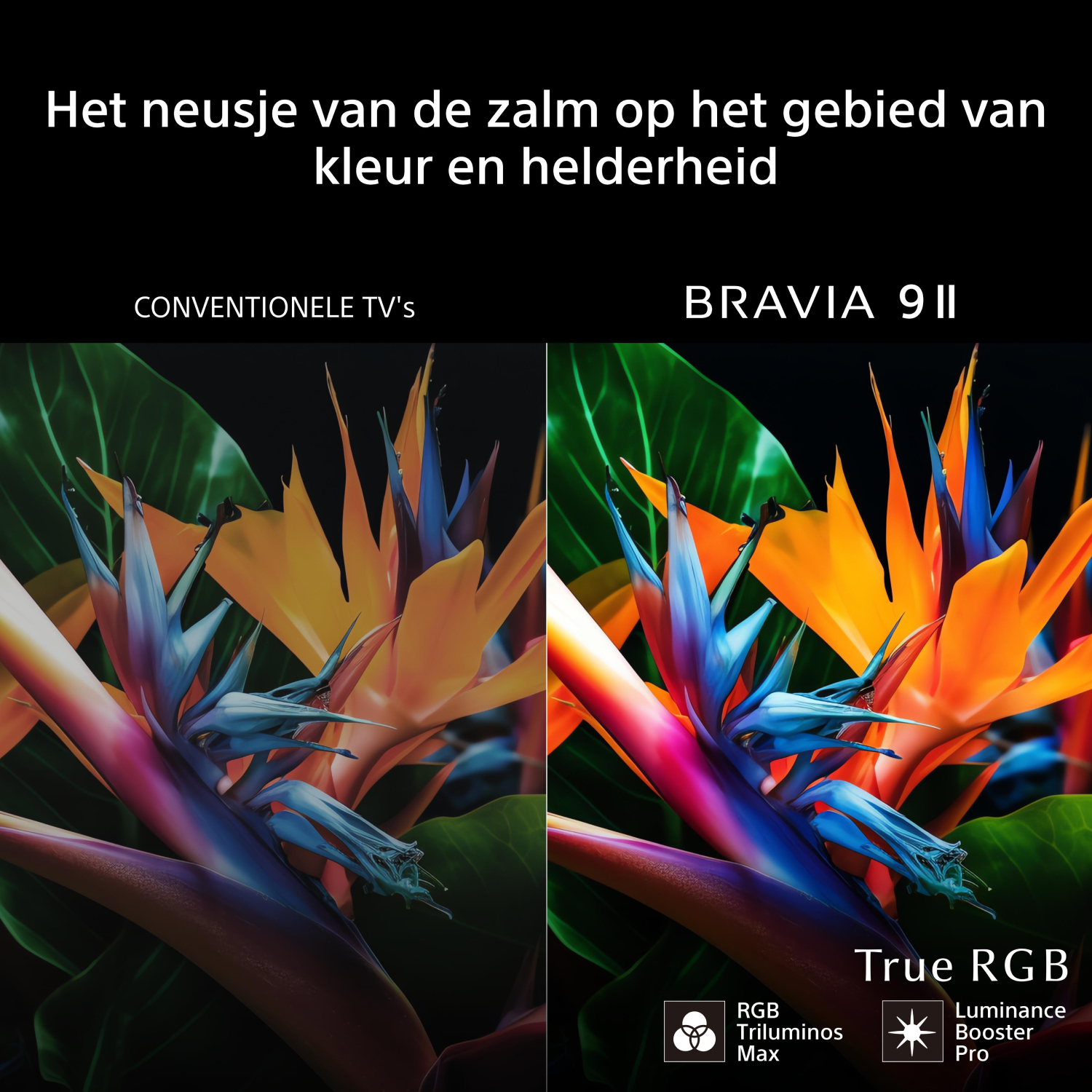 Two images of a bird of paradise flower: Left is standard TV, right is Bravia 9II with True RGB.
