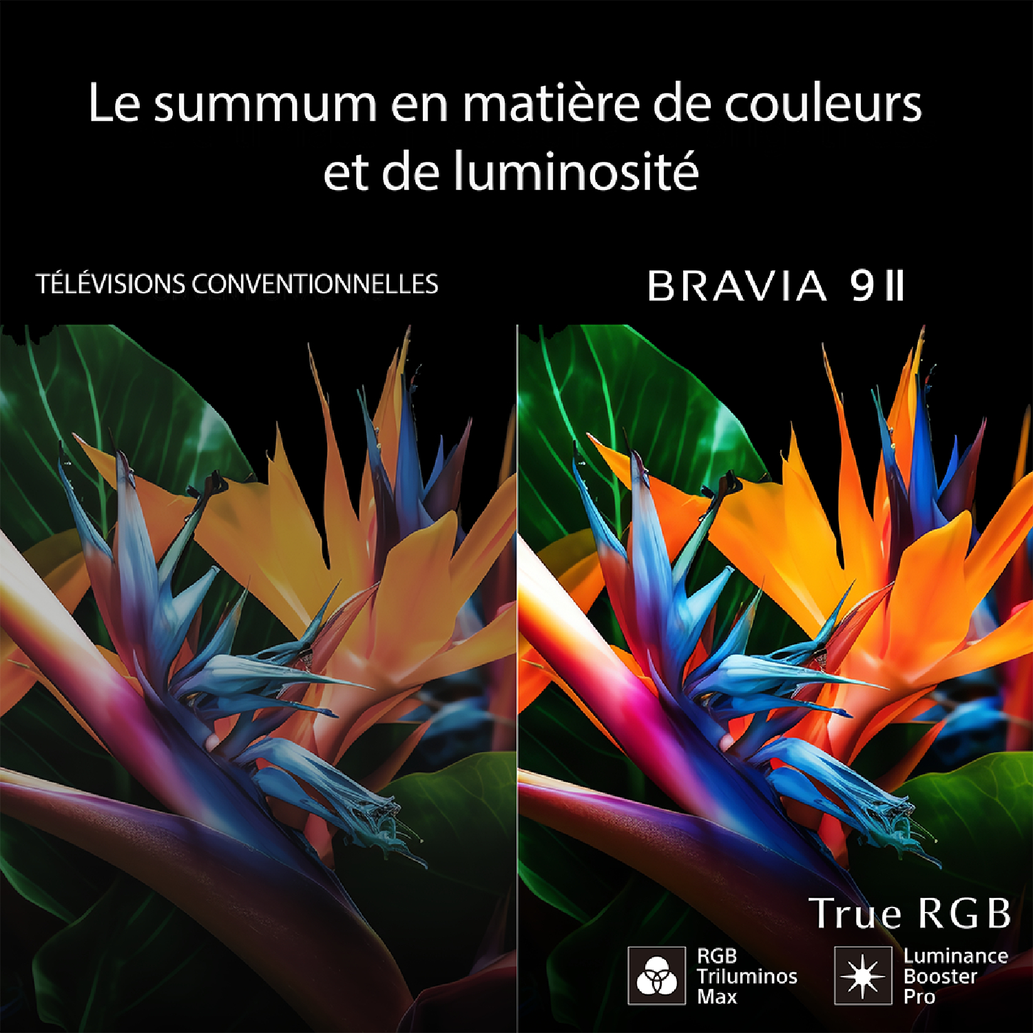 Comparaison côte à côte de fleurs d'oiseau de paradis sur TV conventionnelle vs. BRAVIA 9 II.