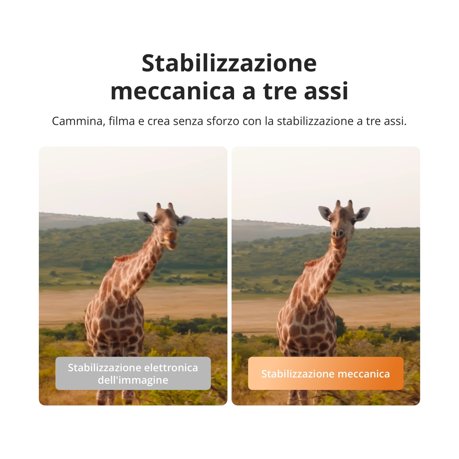 Due giraffe all'aperto, una con stabilizzazione elettronica e una con stabilizzazione meccanica.