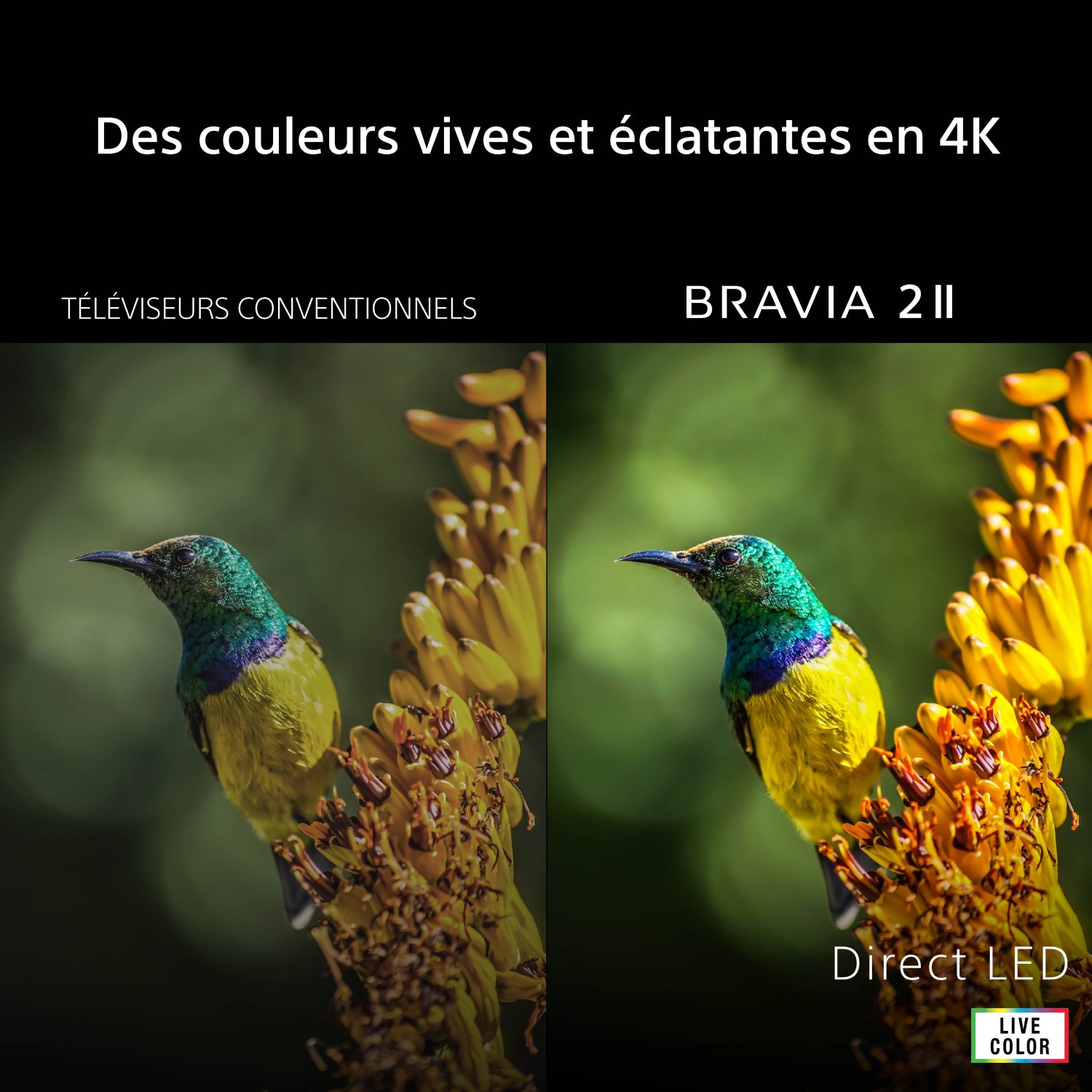 Un petit oiseau sur une fleur jaune, comparaison de deux écrans TV.