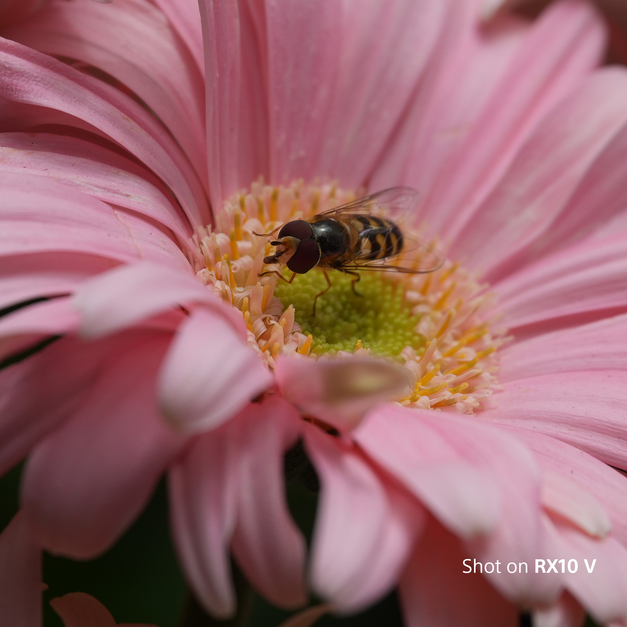 Eine Biene auf einer rosa Gerbera mit grüner Mitte. Nahaufnahme.