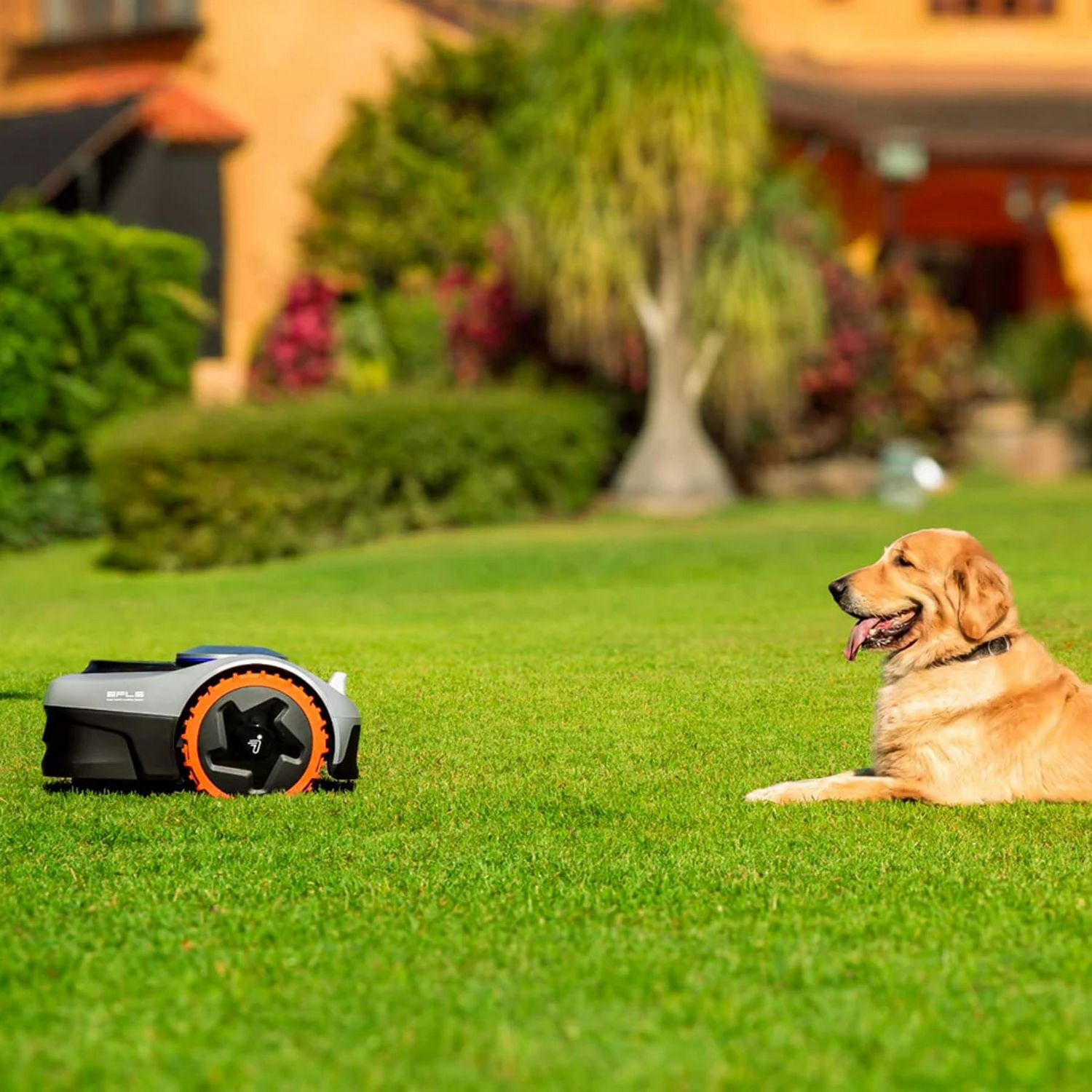 Un robot cortacésped y un perro yacen en césped verde frente a una casa.
