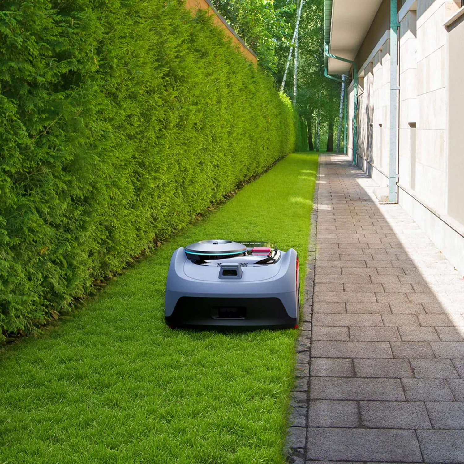 Un robot cortacésped gris está sobre césped verde junto a un seto alto y un camino de piedra.
