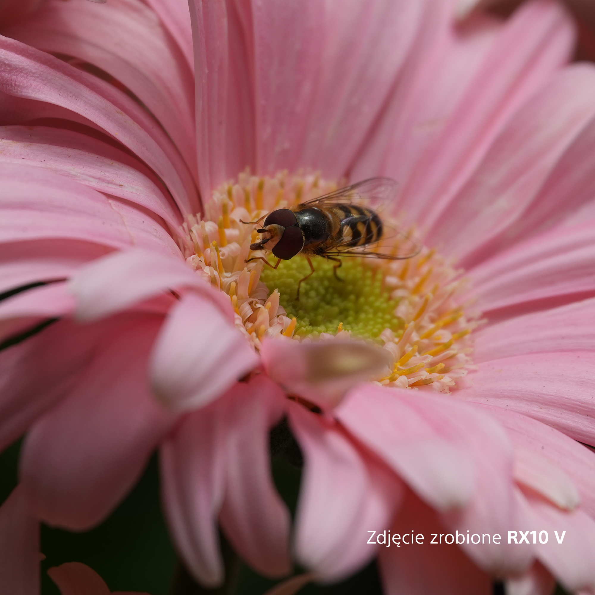 Pszczoła siedzi na różowej gęślicy Gerbera z zielonym środkiem.