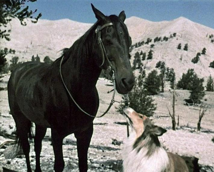 Ein schwarzes Pferd steht neben einem Collie-Hund in einer bergigen, schneebedeckten Landschaft.