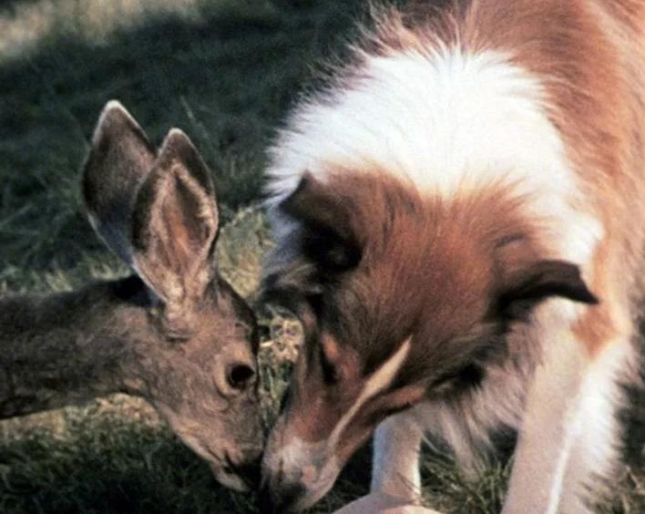 Ein Collie-Hund und ein Reh berühren sich sanft im Gras.