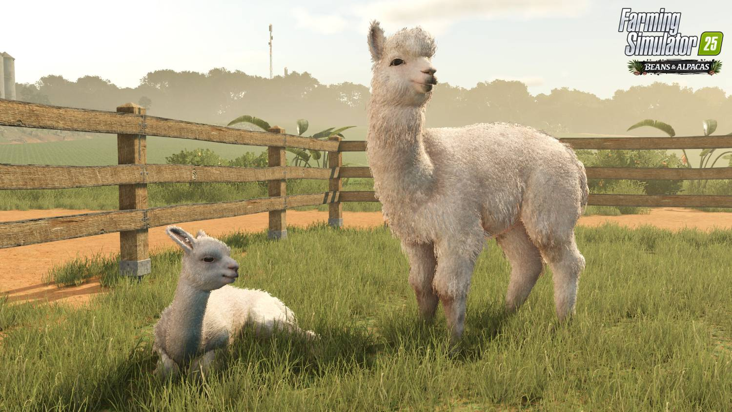 Dos alpacas en un campo verde, una de pie, la otra tumbada.