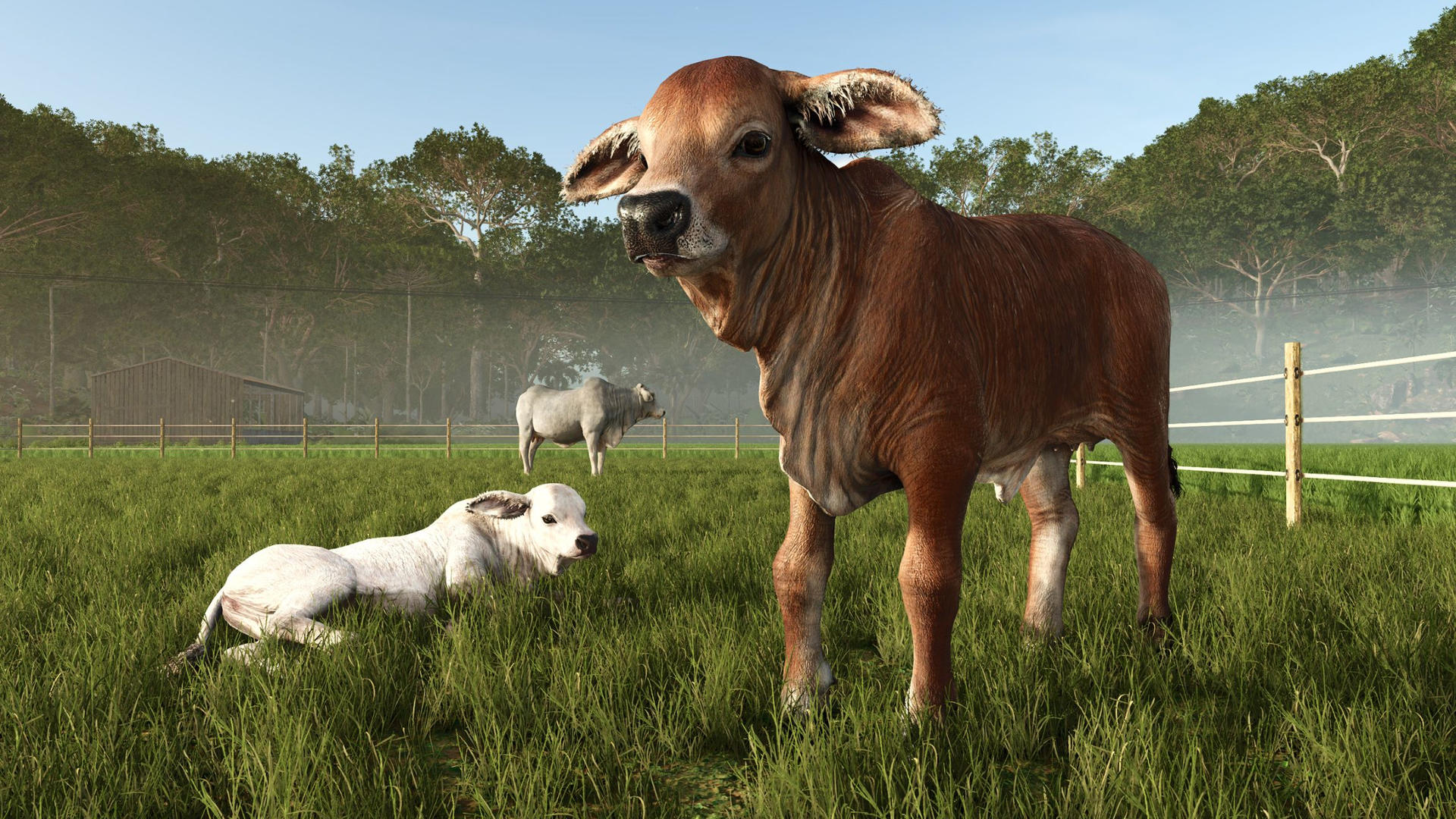 Ein braunes Kalb steht im Vordergrund, ein weißes liegt im Gras. Ein graues Rind im Hintergrund.